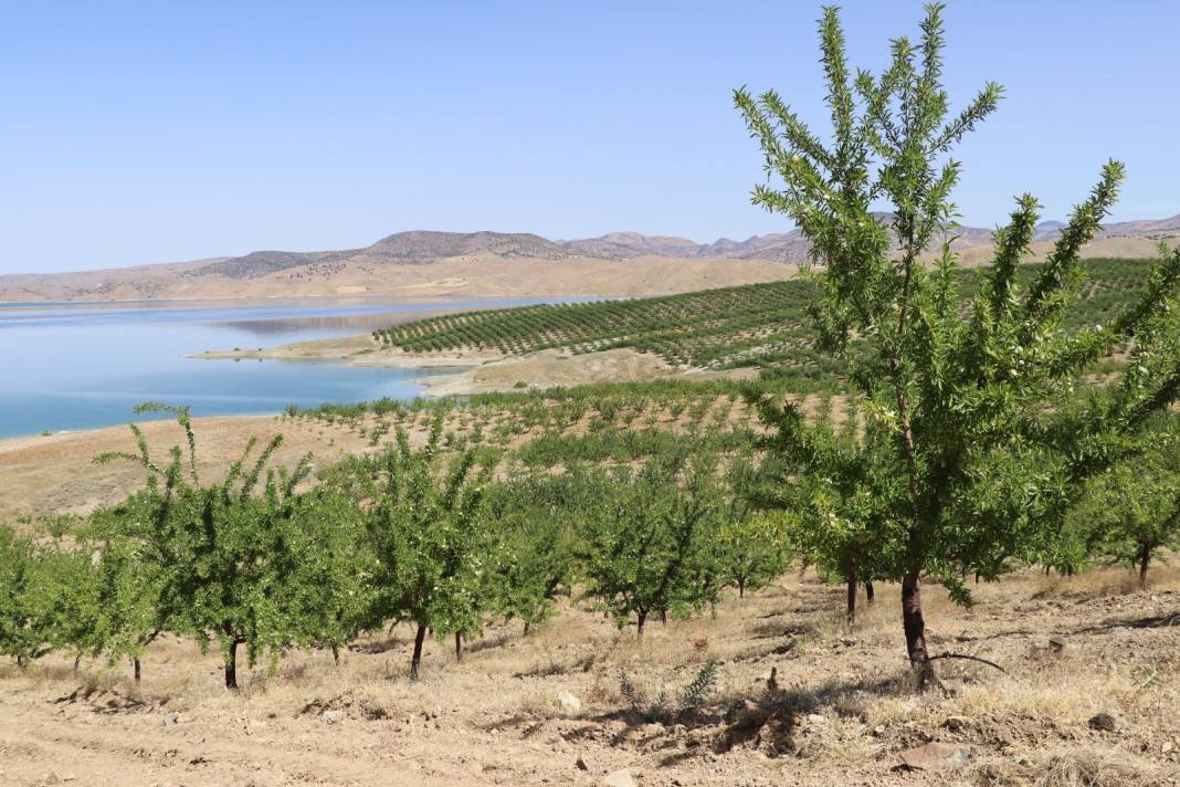 7 Yılın Sonunda Oldu: Hazineden Kiraladığı Arazi Hayatını Değiştirdi "Görmeden İnanmıyorlardı" 9